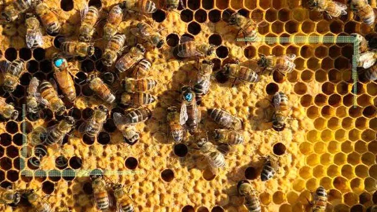بزرگ‌ترین همایش روز جهانی زنبورعسل