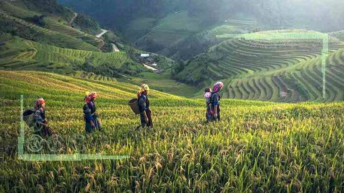 تحلیل روند تغییرات در تجارت جهانی کشاورزی