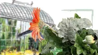 کنترل بیولوژیکی بیماری‌های گلخانه‌ای