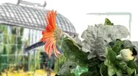 کنترل بیولوژیکی بیماری‌های گلخانه‌ای