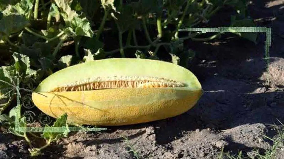 میوه‌ای که دشمن سنگ کلیه است