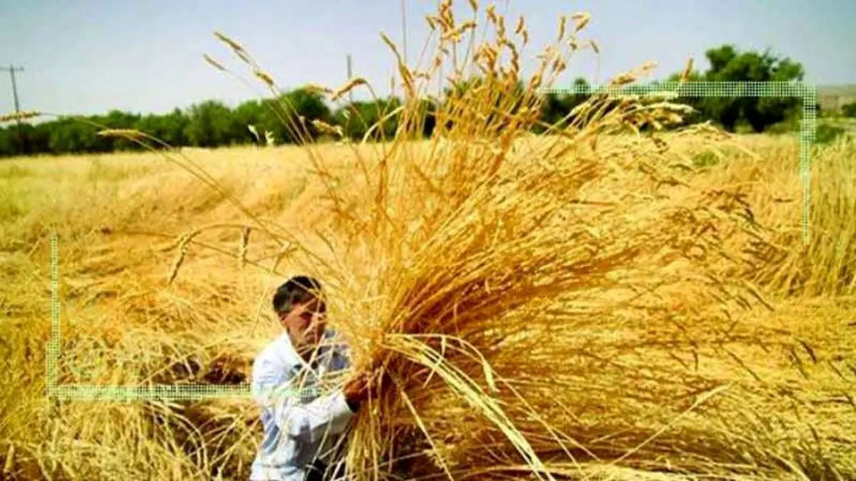 برپایی جشن خرمن در جهرم