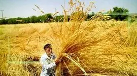 برپایی جشن خرمن در جهرم