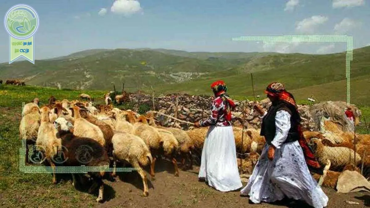 آغاز خرید امانی دام از عشایر