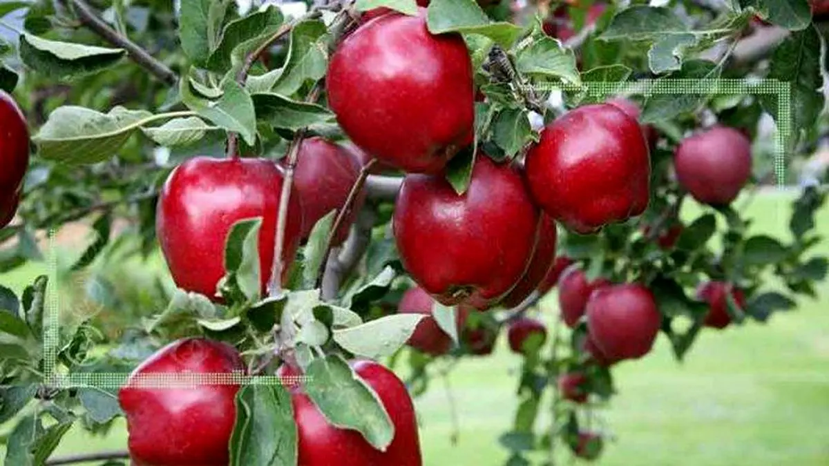 جایگاه ششم ایران در تولید جهانی سیب