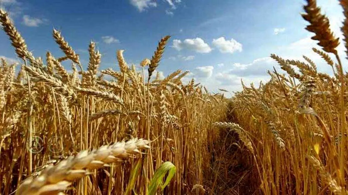 افزایش قیمت خرید تضمینی گندم منتفی است؟