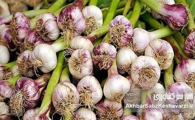 تولید نیمی از «سیر» کشور در همدان