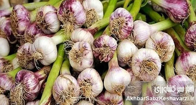 تولید نیمی از «سیر» کشور در همدان