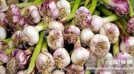 تولید نیمی از «سیر» کشور در همدان