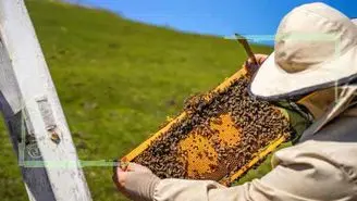 حال ناخوش صنعت زنبورداری