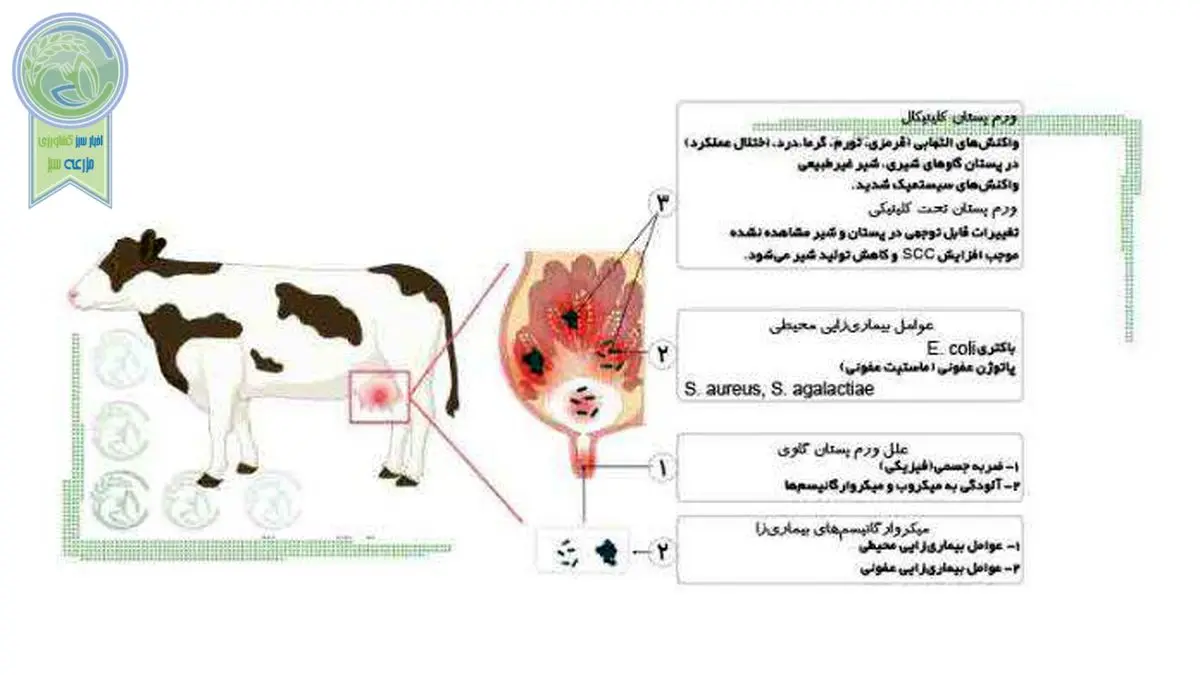 تشخیص و درمان ورم پستان دام‌ها