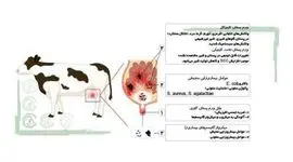 تشخیص و درمان ورم پستان دام‌ها