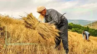 پیام تبریک رئیس جمهور به گندمکاران!