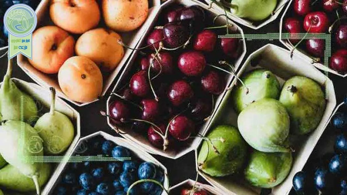 قیمت میوه و تره بار ۱۹ شهریور ۱۴۰۲