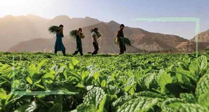 فرصت‌های دیجیتال در زنجیره ارزش کشاورزی خاورمیانه