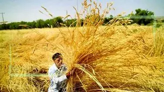 ماجرای چوپان دروغگو برای گندمکاران