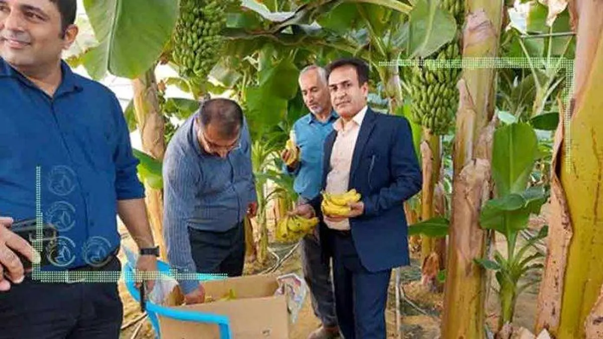 کشت موز گلخانه ای در بوشهر