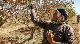 پسته اشک کشاورزان را درآورد