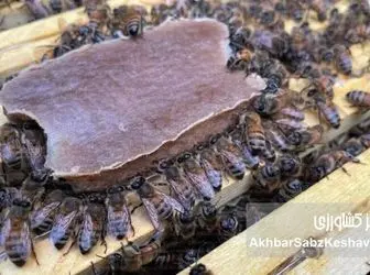 غذای کمکی زنبور عسل: راهکاری نوین برای بقای کندوها در فصول کمبود غذا