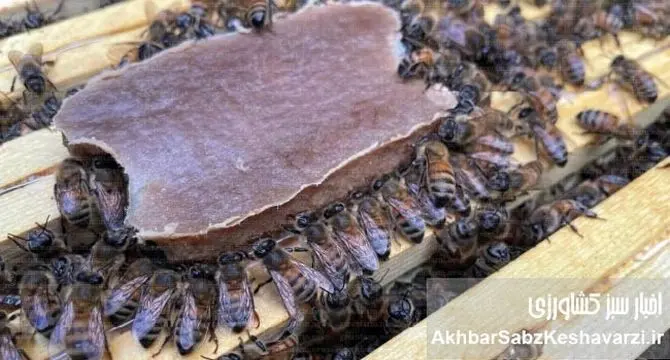 غذای کمکی زنبور عسل: راهکاری نوین برای بقای کندوها در فصول کمبود غذا