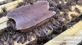 غذای کمکی زنبور عسل: راهکاری نوین برای بقای کندوها در فصول کمبود غذا
