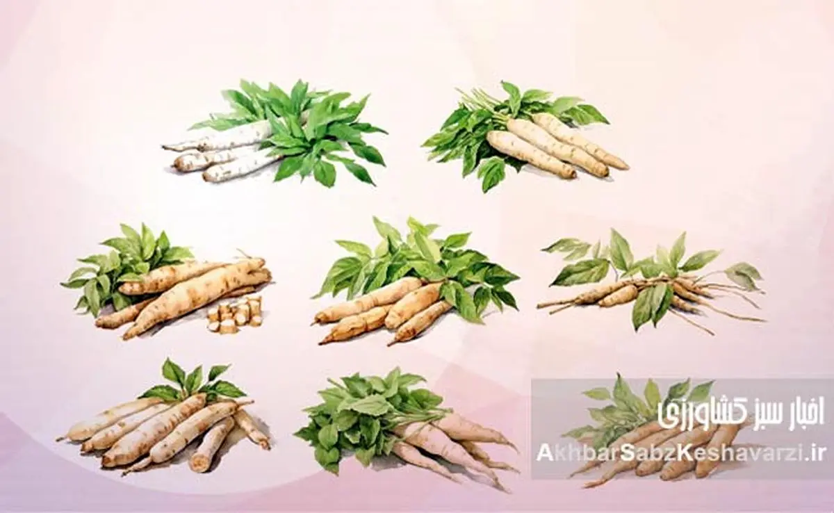 راهنمای جامع کشت و پرورش کاساوا: گیاه پرنشاسته، منبع غذایی آینده