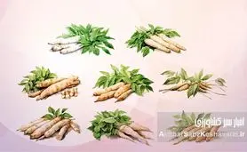 راهنمای جامع کشت و پرورش کاساوا: گیاه پرنشاسته، منبع غذایی آینده