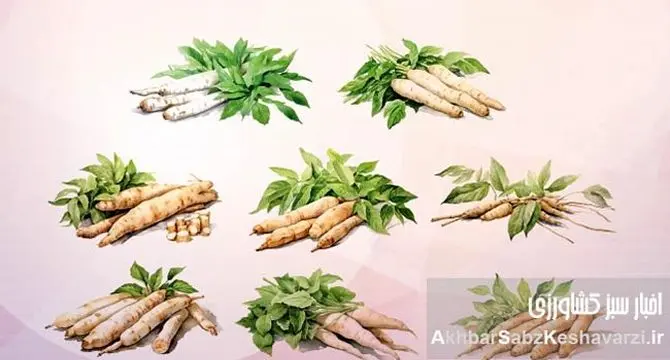 راهنمای جامع کشت و پرورش کاساوا: گیاه پرنشاسته، منبع غذایی آینده