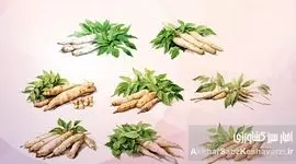 راهنمای جامع کشت و پرورش کاساوا: گیاه پرنشاسته، منبع غذایی آینده