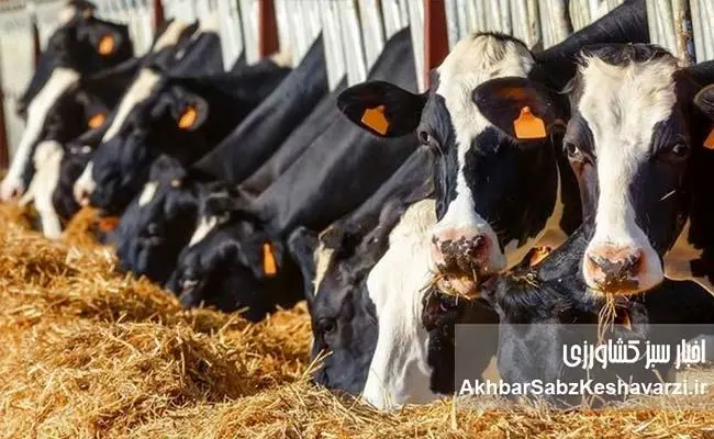 زنگ خطر برای دامپروری؛ مشکلات دامداران از نهاده تا واردات بی‌ضابطه