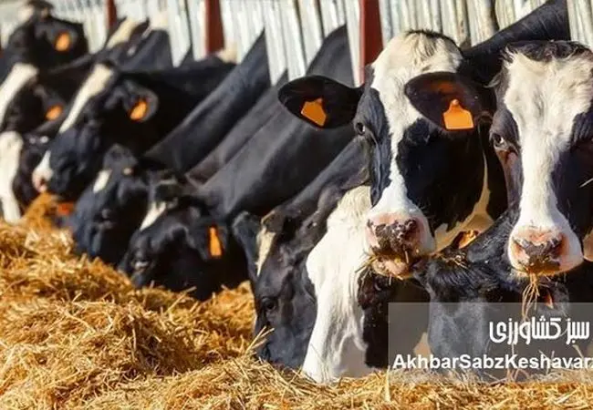 زنگ خطر برای دامپروری؛ مشکلات دامداران از نهاده تا واردات بی‌ضابطه