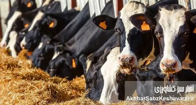 زنگ خطر برای دامپروری؛ مشکلات دامداران از نهاده تا واردات بی‌ضابطه