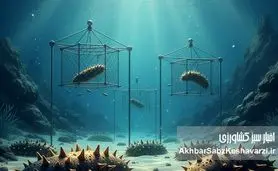 پرورش خیار دریایی؛ گنج خفته در اعماق خلیج فارس و دریای عمان