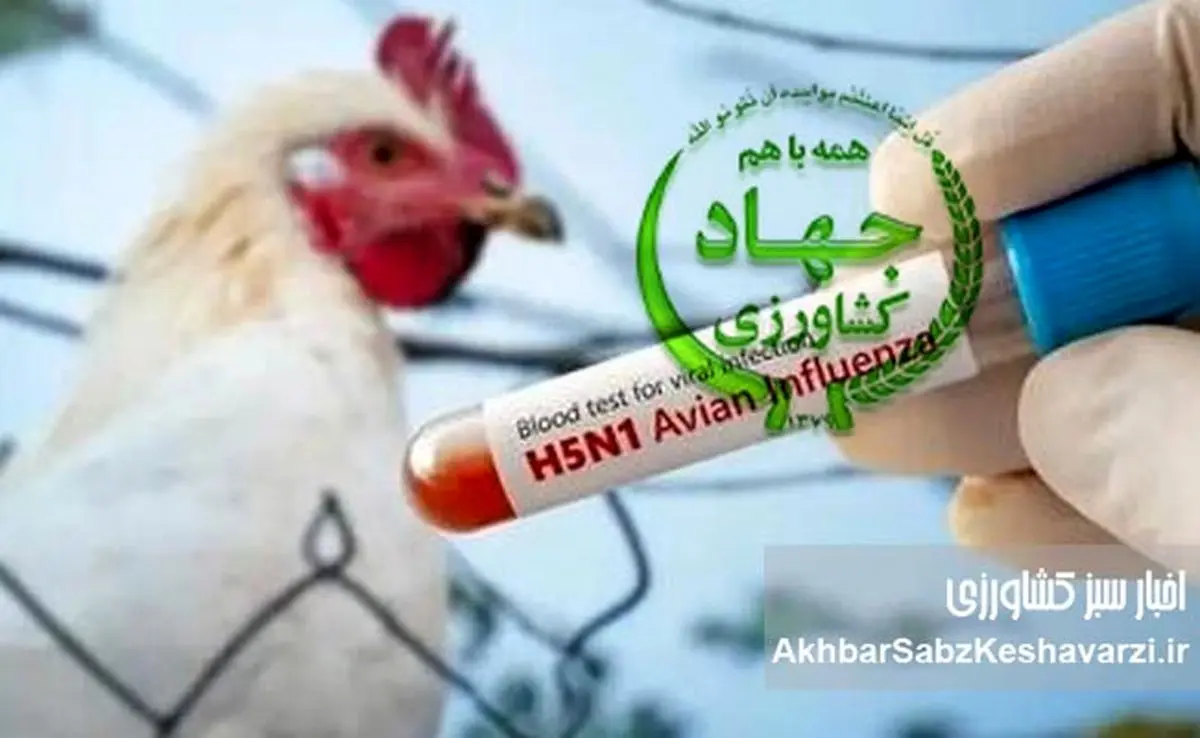 وطن‌فروشی به ازای حفظ مقام: افشای بحران آنفلوآنزای پرندگان توسط وزیر!