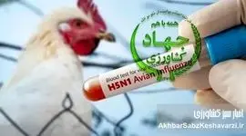 وطن‌فروشی به ازای حفظ مقام: افشای بحران آنفلوآنزای پرندگان توسط وزیر!