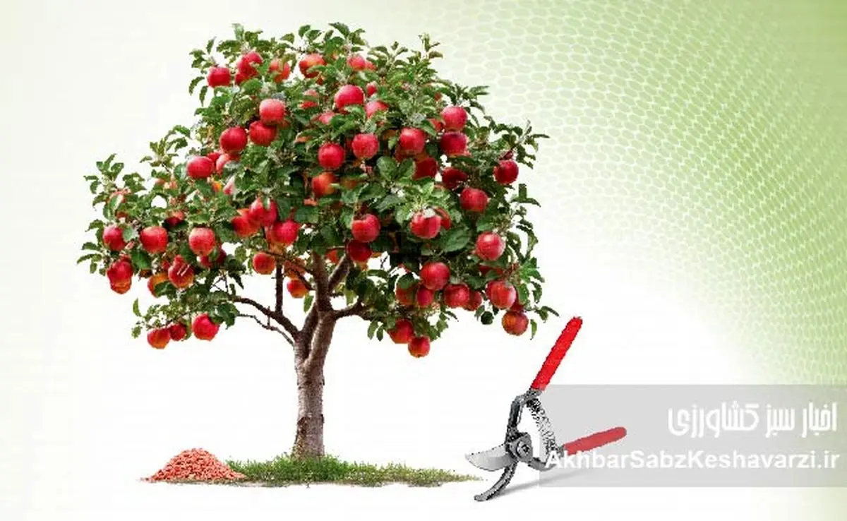 پیش از بیداری درختان؛ آخرین فرصت طلایی هرس و کوددهی باغ‌ها