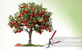 پیش از بیداری درختان؛ آخرین فرصت طلایی هرس و کوددهی باغ‌ها