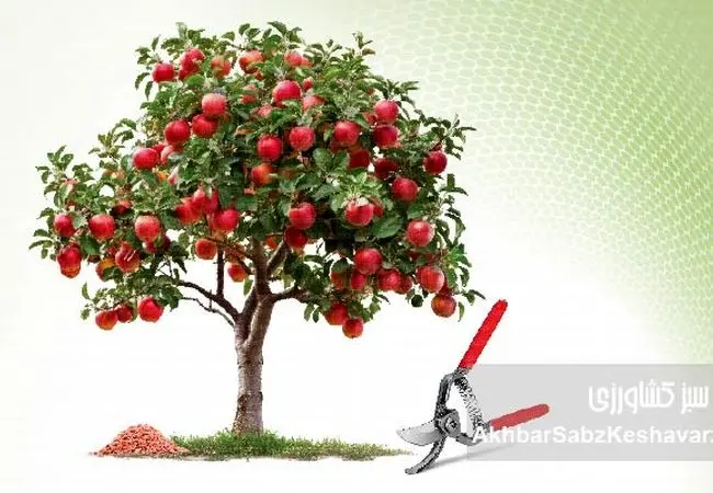 پیش از بیداری درختان؛ آخرین فرصت طلایی هرس و کوددهی باغ‌ها