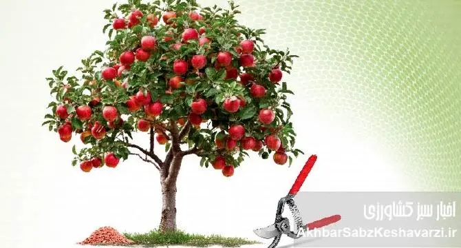 پیش از بیداری درختان؛ آخرین فرصت طلایی هرس و کوددهی باغ‌ها