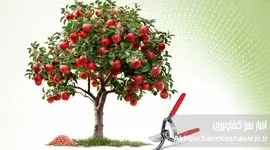 پیش از بیداری درختان؛ آخرین فرصت طلایی هرس و کوددهی باغ‌ها