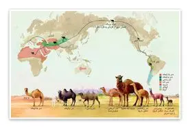 پیشینه نگهداری شتر در ایران و جهان

