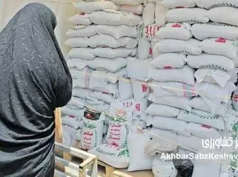 آمار غلط تولید برنج؛ چطور اشتباه وزارت جهاد کشاورزی، بازار را به آشوب کشید؟