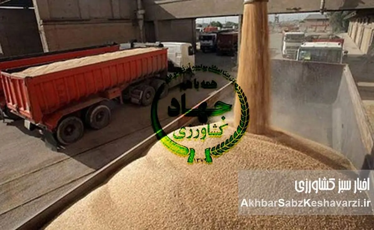 وابستگی به واردات گندم؛ ریشهها و پیامدهای سوءمدیریت گندم در ایران