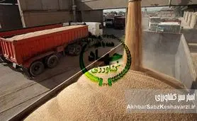 وابستگی به واردات گندم؛ ریشه‌ها و پیامدهای سوءمدیریت گندم در ایران