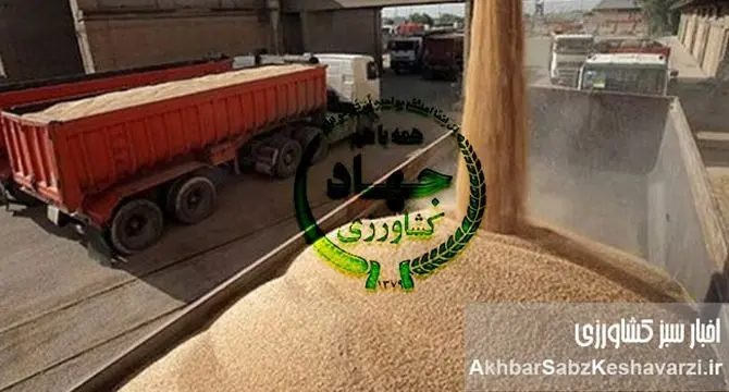 وابستگی به واردات گندم؛ ریشه‌ها و پیامدهای سوءمدیریت گندم در ایران