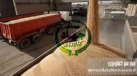 وابستگی به واردات گندم؛ ریشه‌ها و پیامدهای سوءمدیریت گندم در ایران