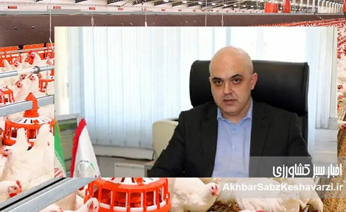 حمیدرضا کاشانی افشا میکند: چرا بحران در صنعت طیور ایران، حاصل بیتفاوتی مسئولان است؟+ویدئو