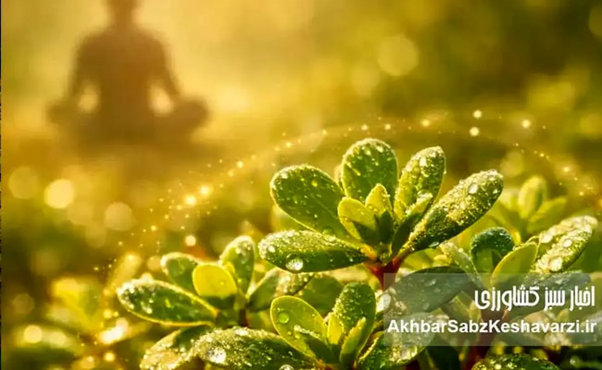 گیاه خرفه؛ گنج پنهان طبیعت برای کنترل استرس