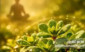 گیاه خرفه؛ گنج پنهان طبیعت برای کنترل استرس