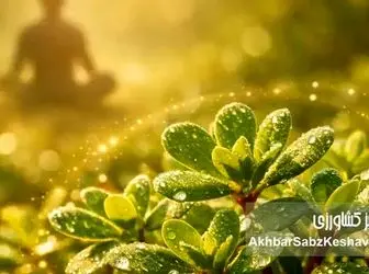 گیاه خرفه؛ گنج پنهان طبیعت برای کنترل استرس